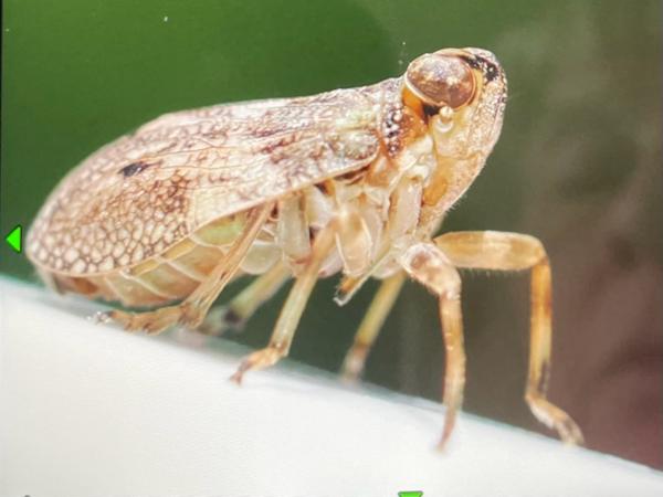 Klimopkevercicade (Issus coleoptratus)